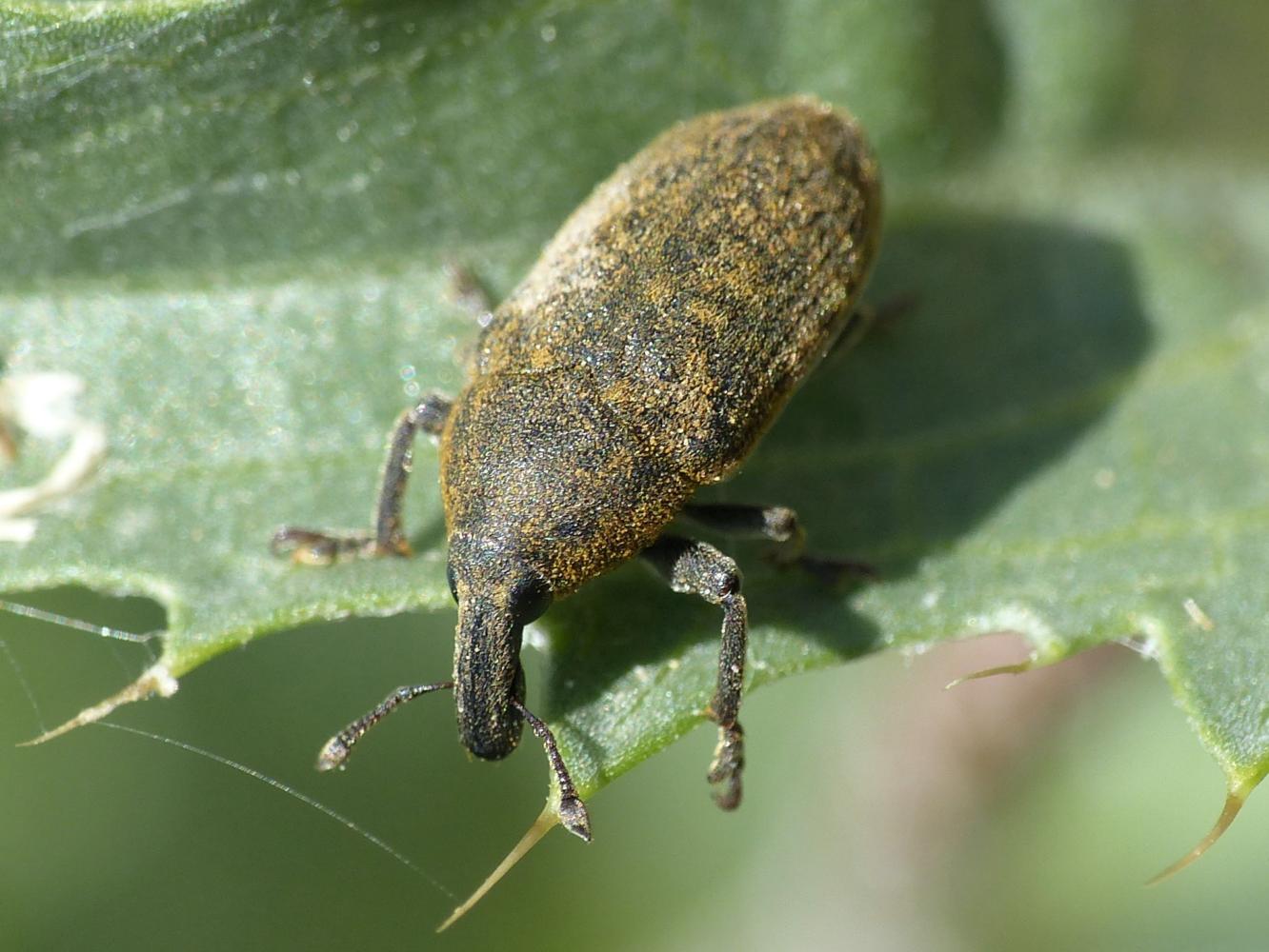 Il mistero dei Larinus di Tolfa: L. ochreatus e L. cynarae